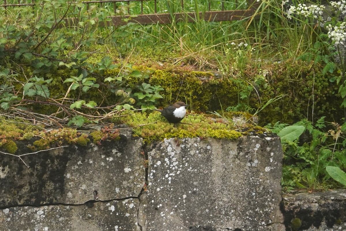 Cincle plongeur - ML635960582