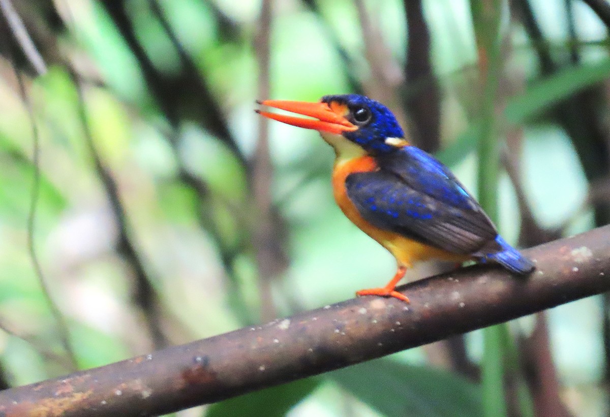 Moluccan Dwarf-Kingfisher (North Moluccan) - ML635960627