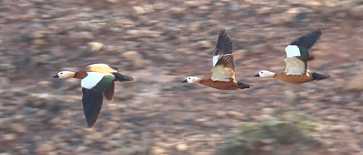 Ruddy Shelduck - ML635960648