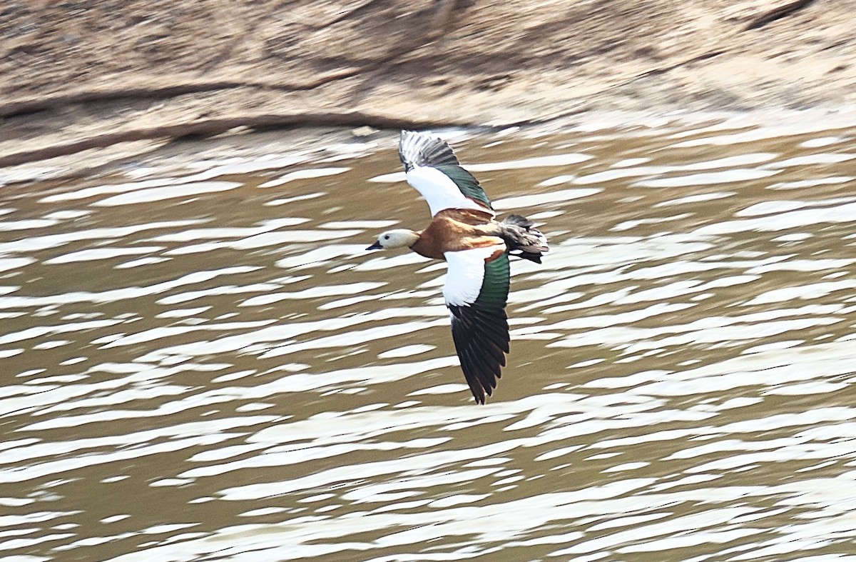 Ruddy Shelduck - ML635960650