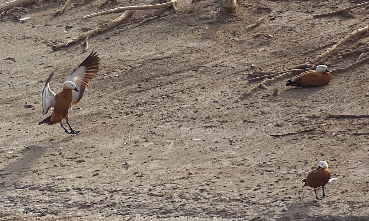 Ruddy Shelduck - ML635960652