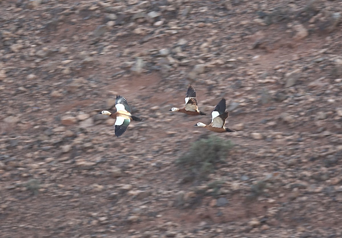 Ruddy Shelduck - ML635960653