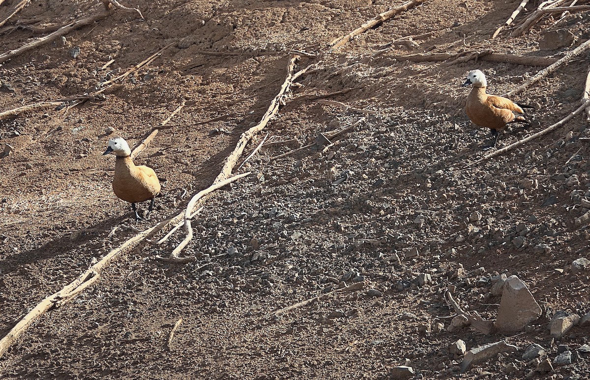Ruddy Shelduck - ML635960654