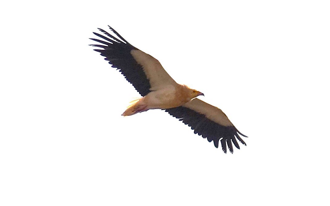 Egyptian Vulture - ML635960720