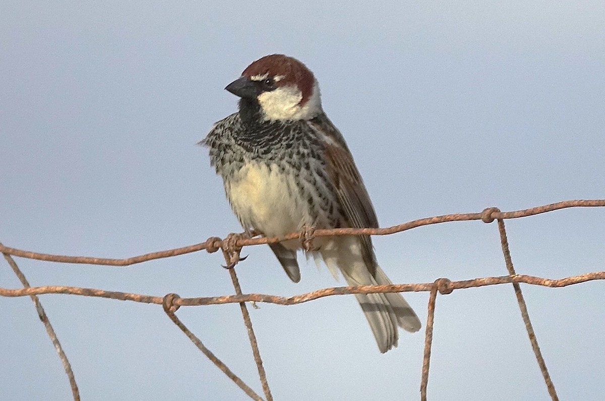 Spanish Sparrow - ML635960765