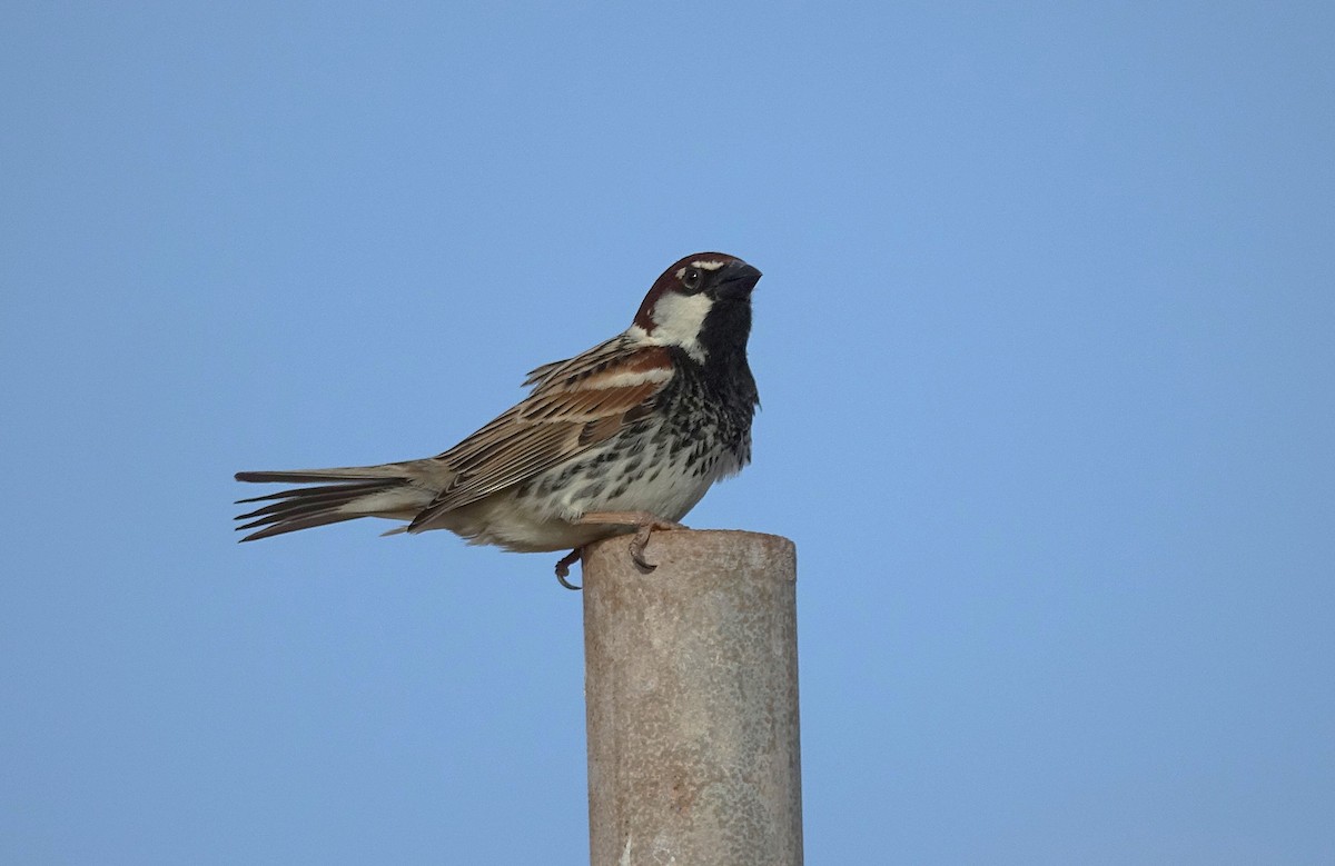 Spanish Sparrow - ML635960766