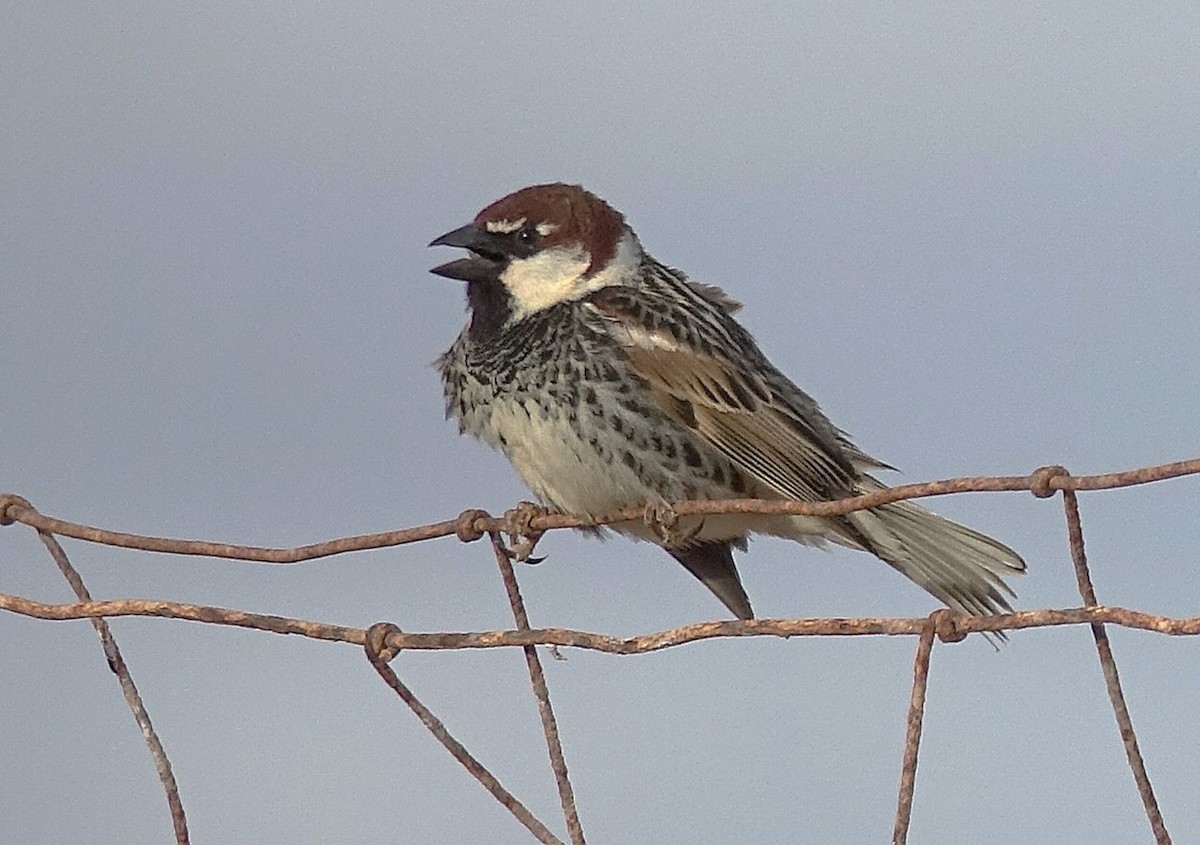 Spanish Sparrow - ML635960767