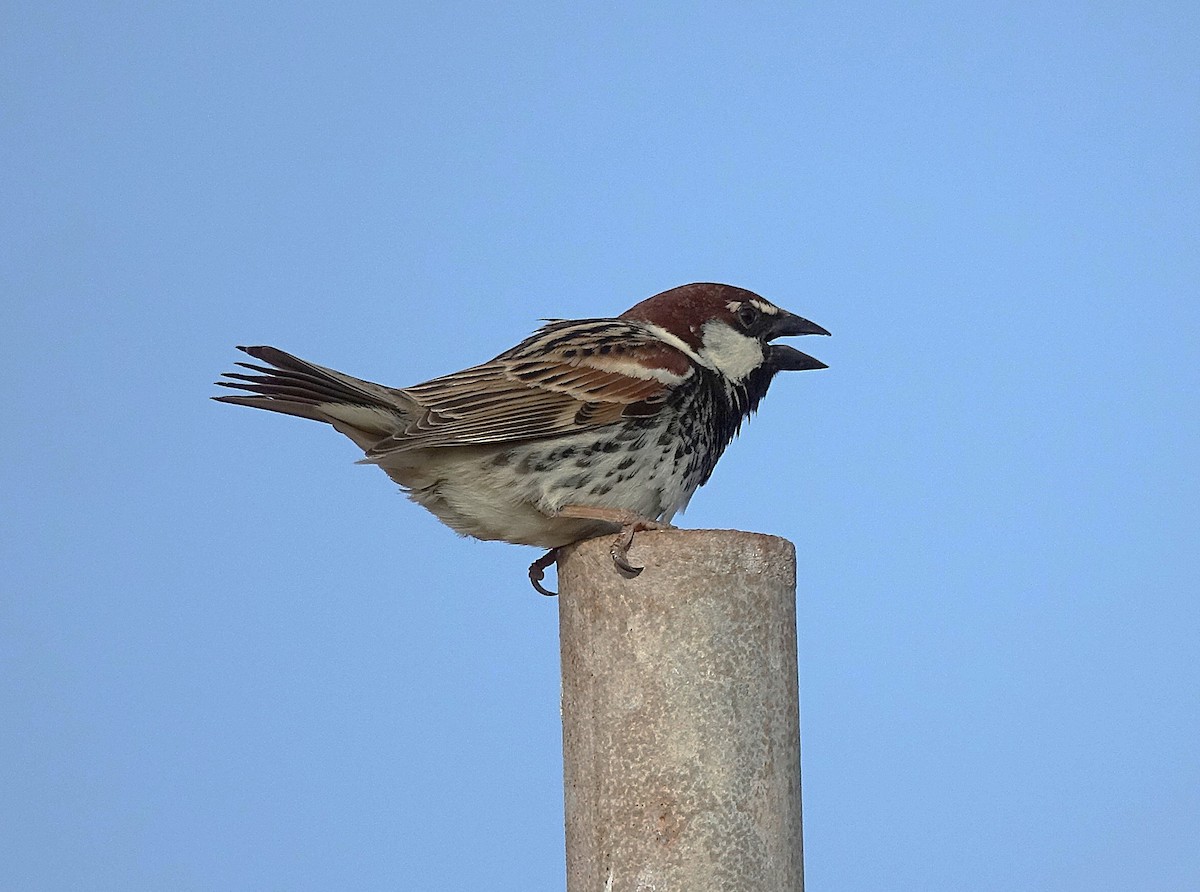 Spanish Sparrow - ML635960768