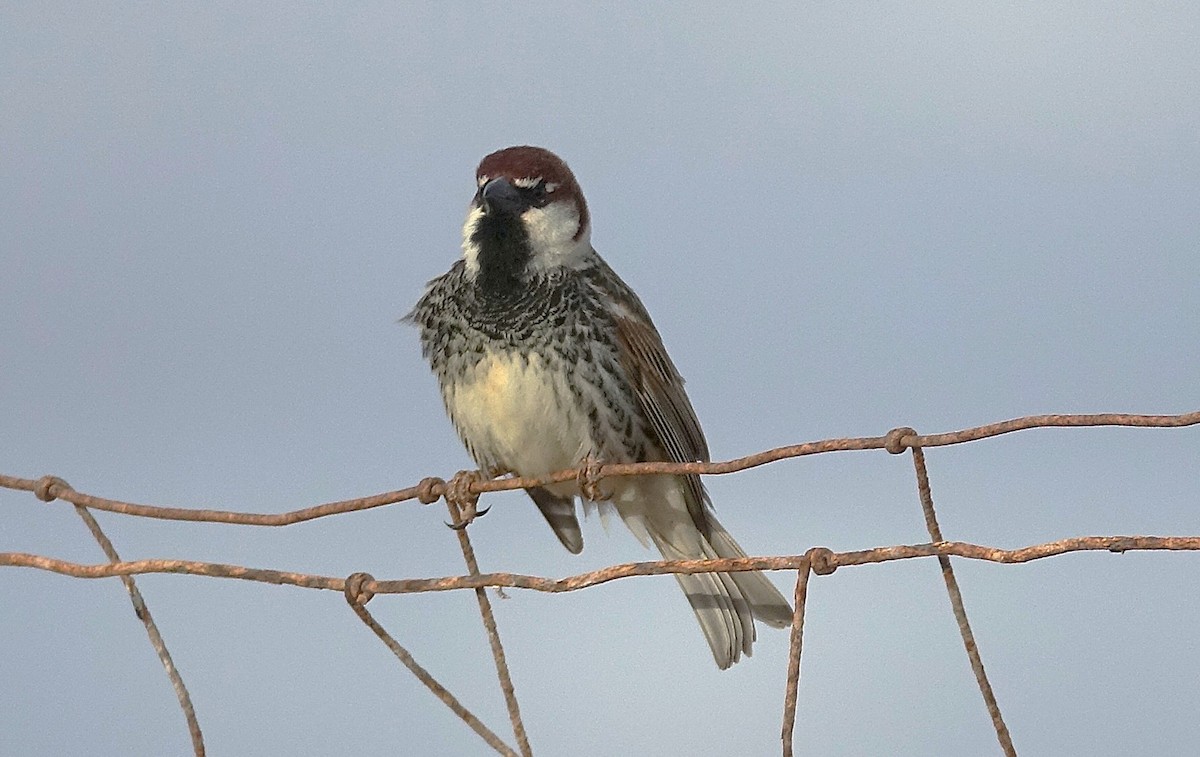 Spanish Sparrow - ML635960769