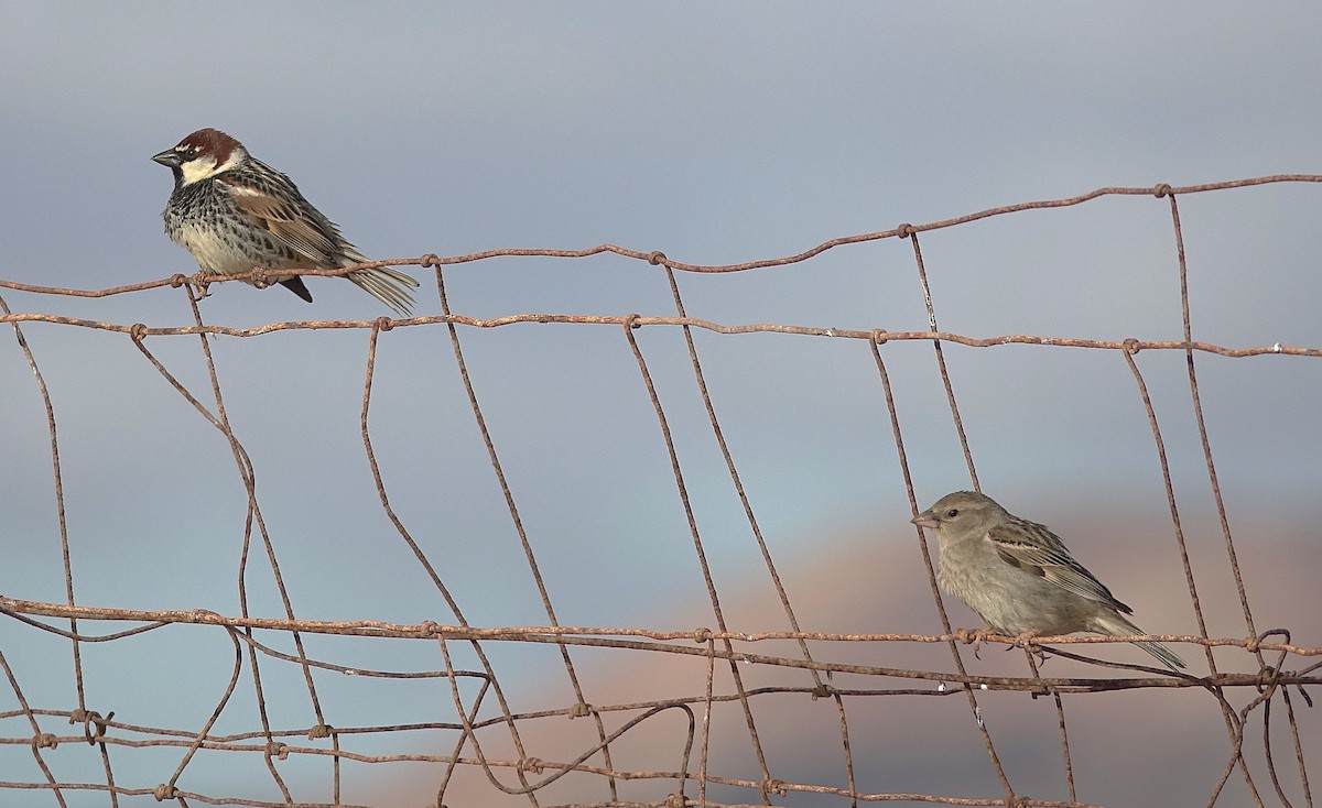 Spanish Sparrow - ML635960771