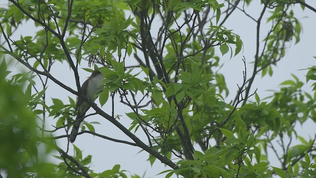 Yellow-billed Cuckoo - ML635960813