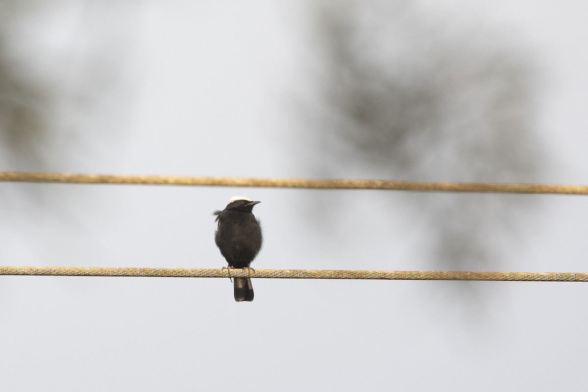 Arnot's Chat (Ruaha) - ML635960977