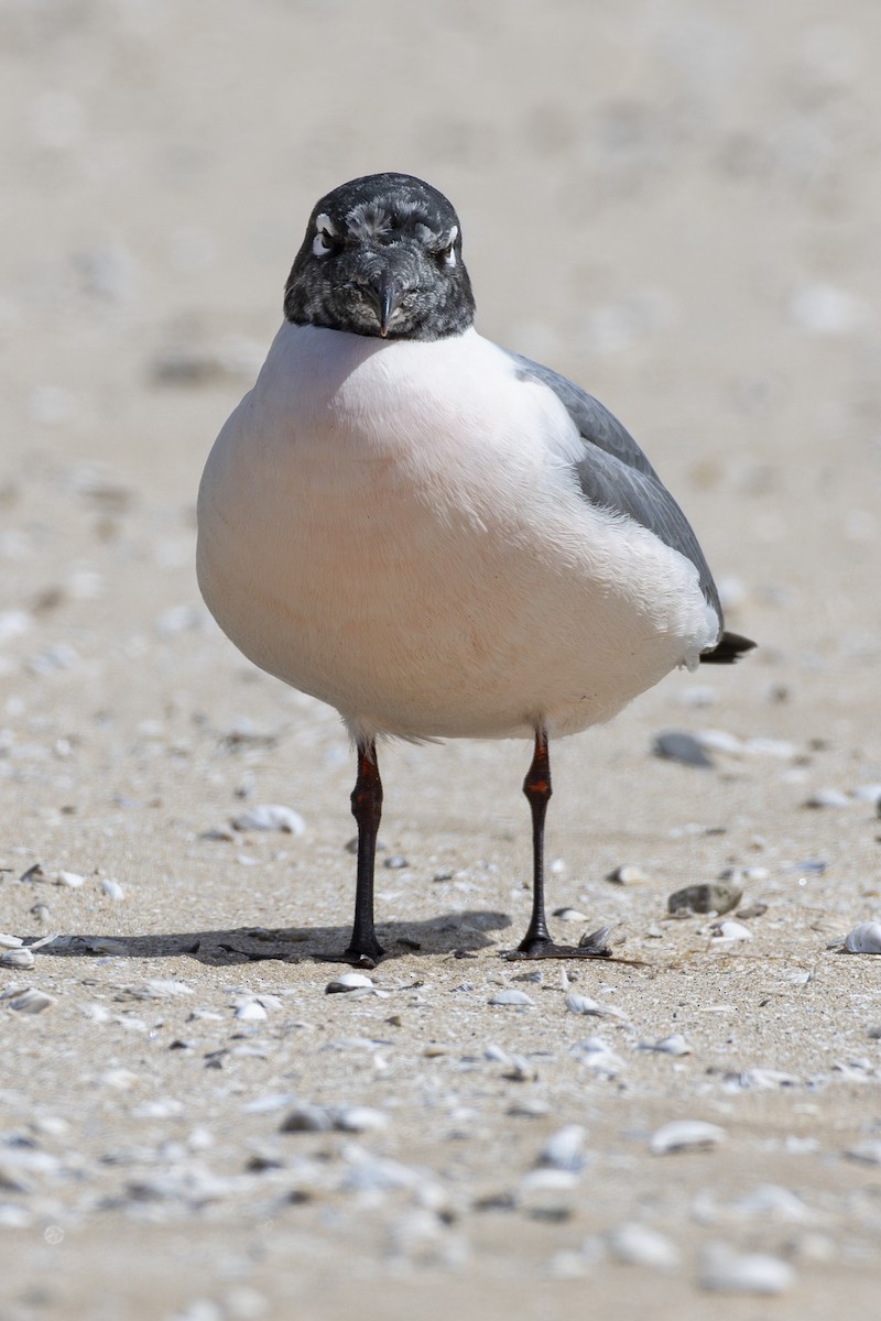 Franklin's Gull - ML635961016