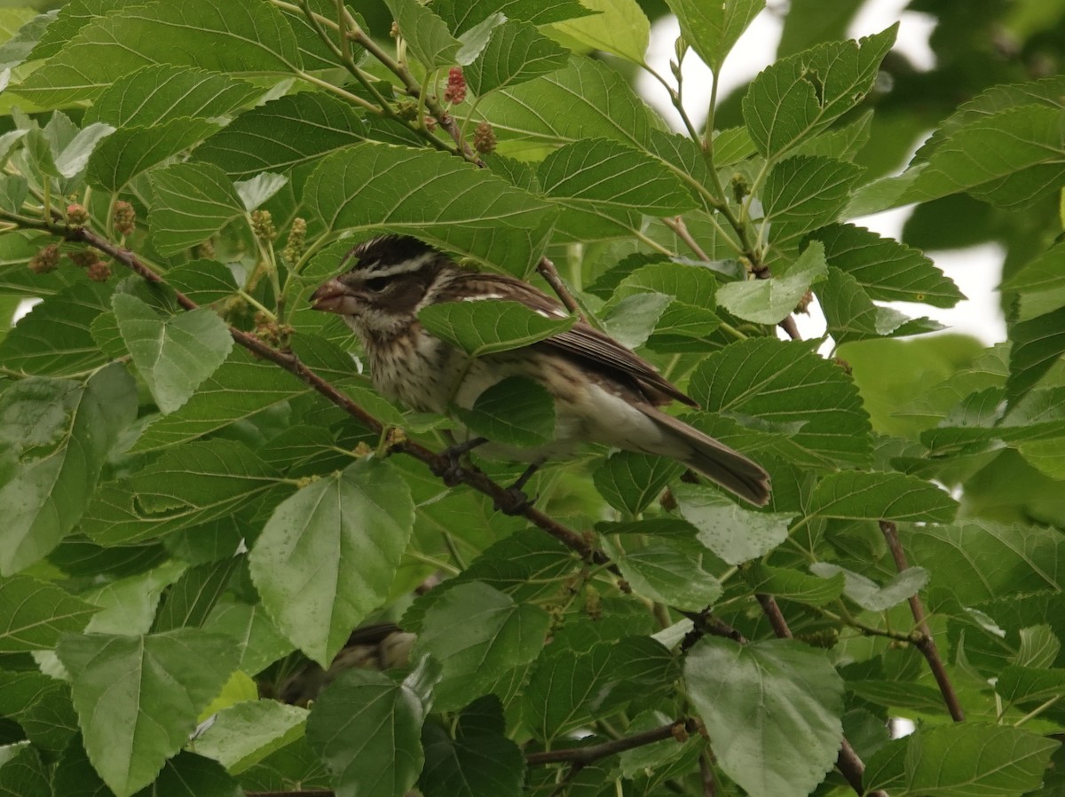 Rose-breasted Grosbeak - ML635961402