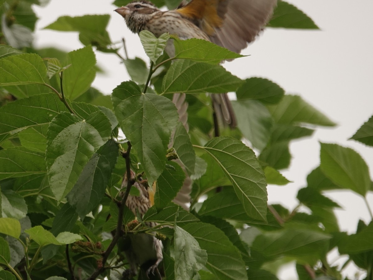 Rose-breasted Grosbeak - ML635961403