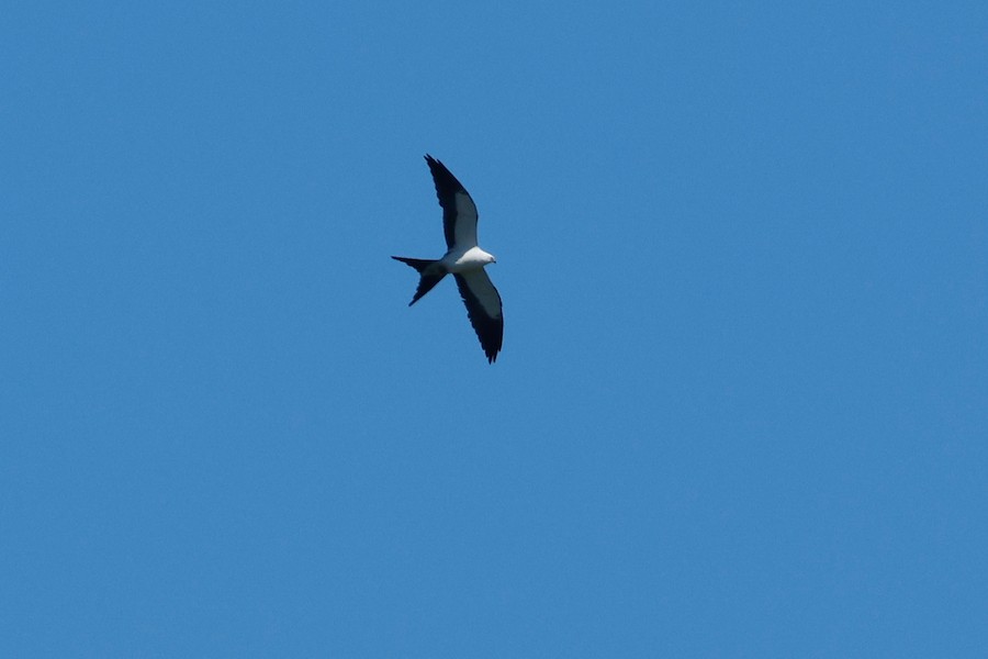 Swallow-tailed Kite - Chris Daly
