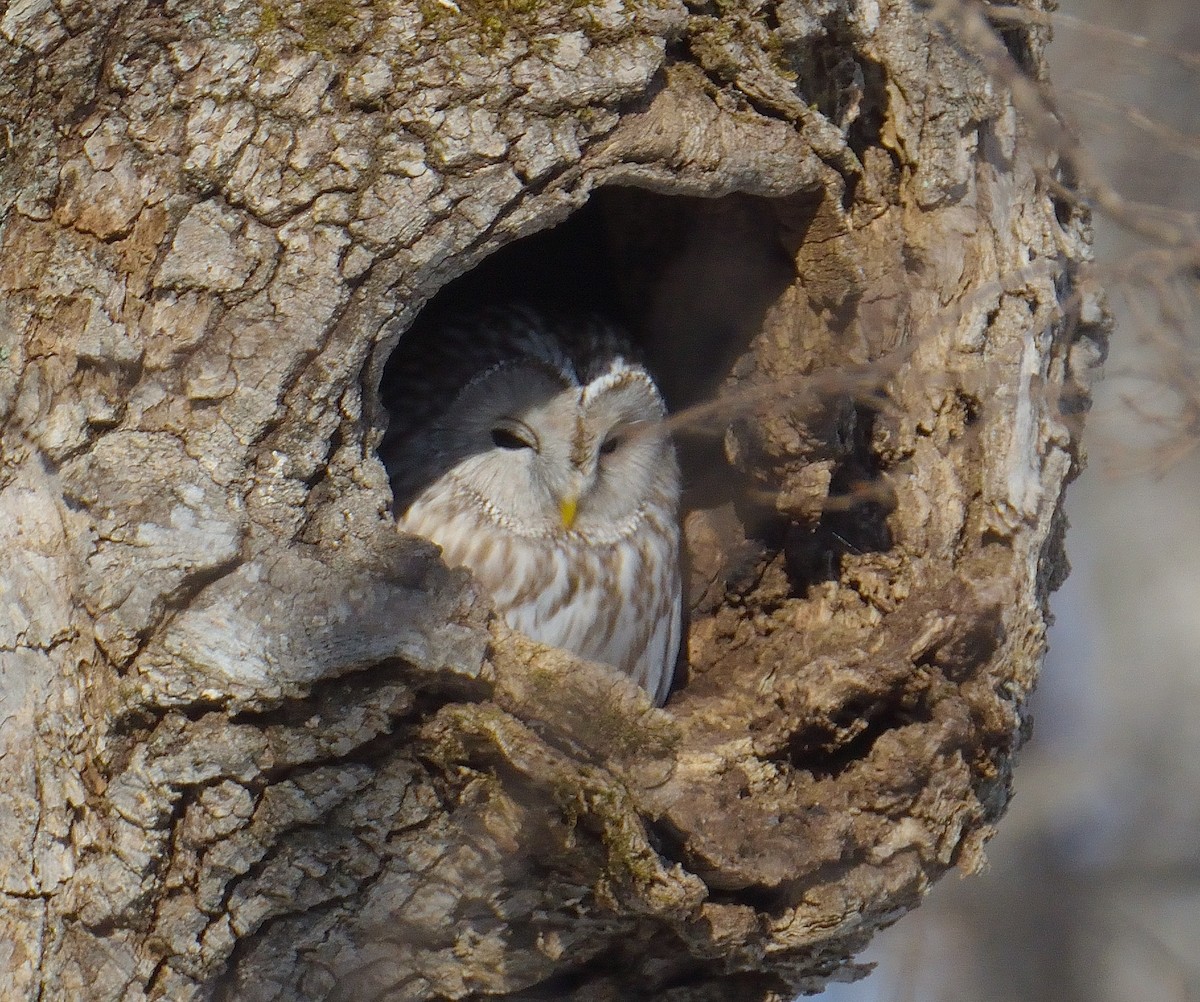 Ural Owl (Ural) - ML635961488