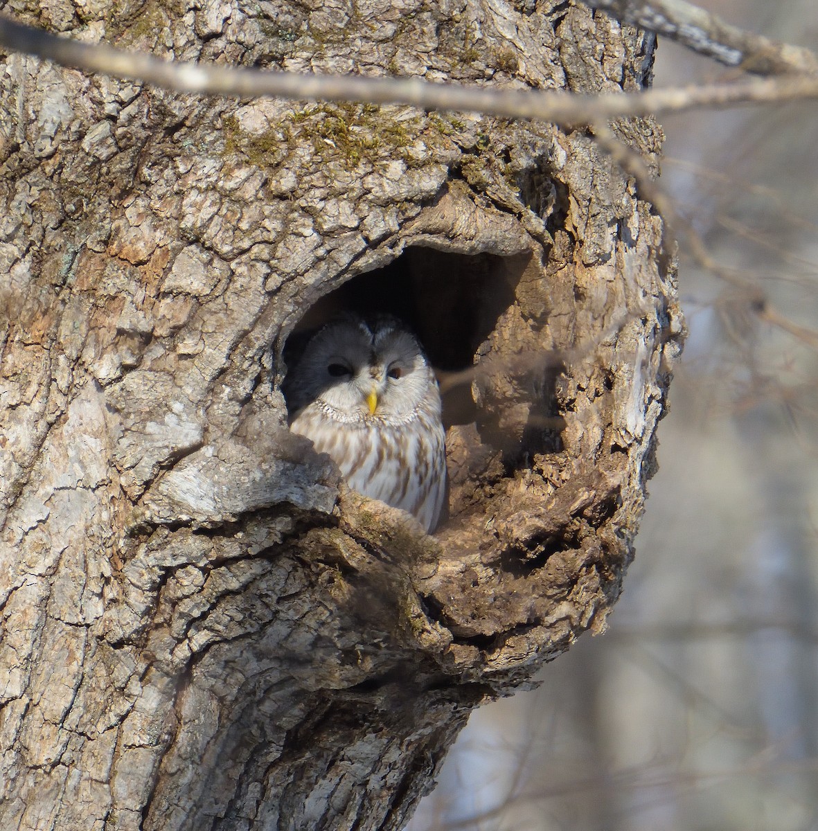 Ural Owl (Ural) - ML635961502
