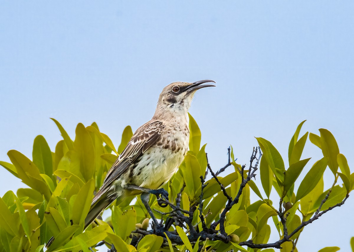 Floreana Mockingbird - ML635961509