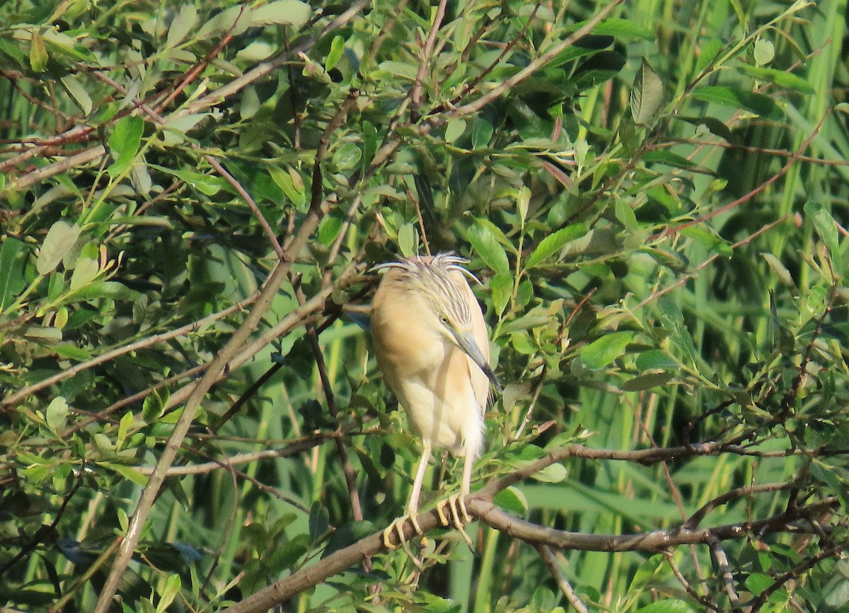 Squacco Heron - ML635961886