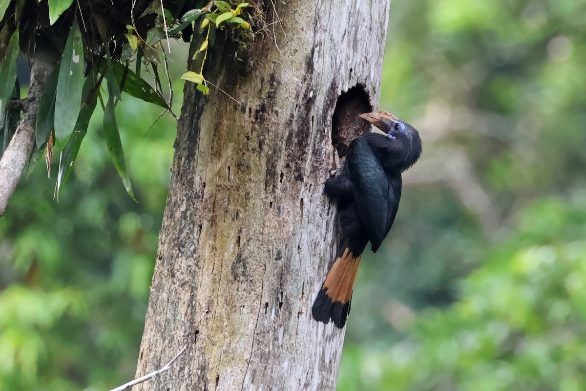 Mindanao Hornbill - ML635961892
