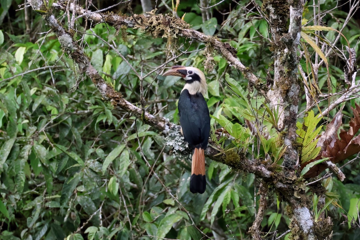 Mindanao Hornbill - ML635961893