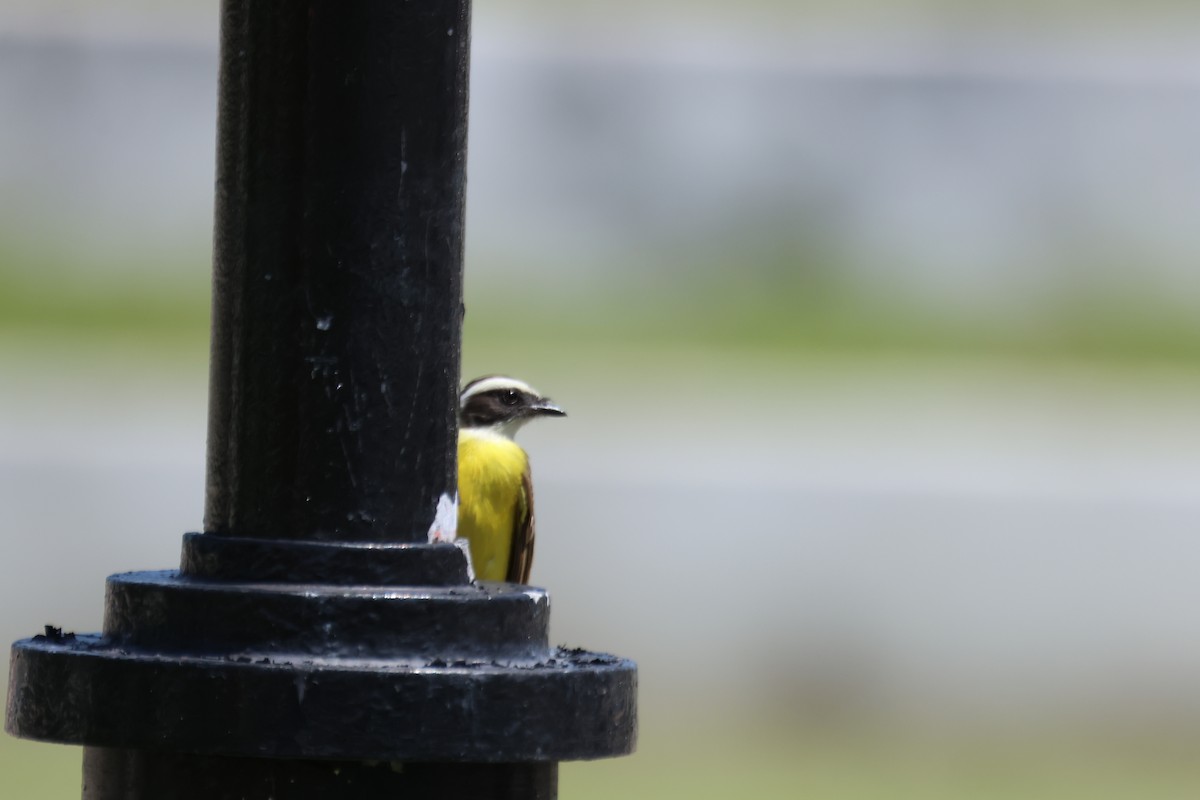 Social Flycatcher - ML635961986