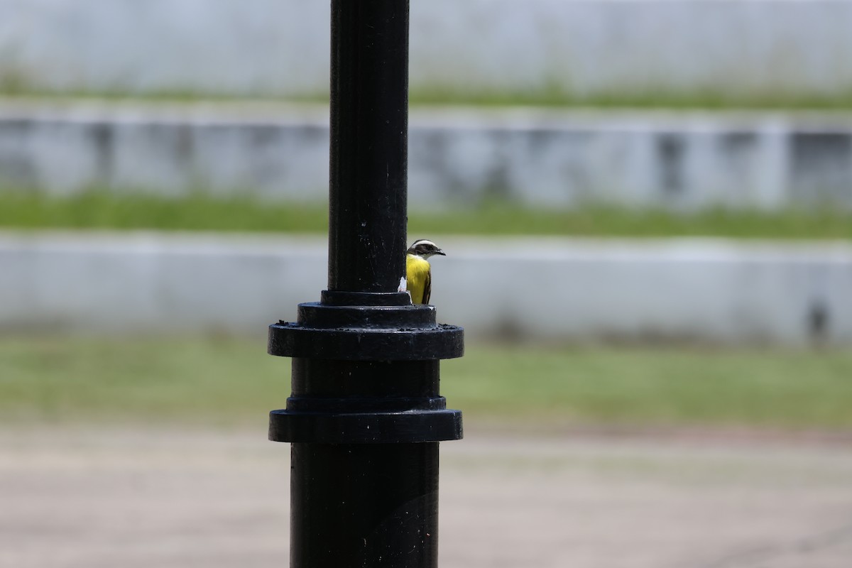 Social Flycatcher - ML635961988