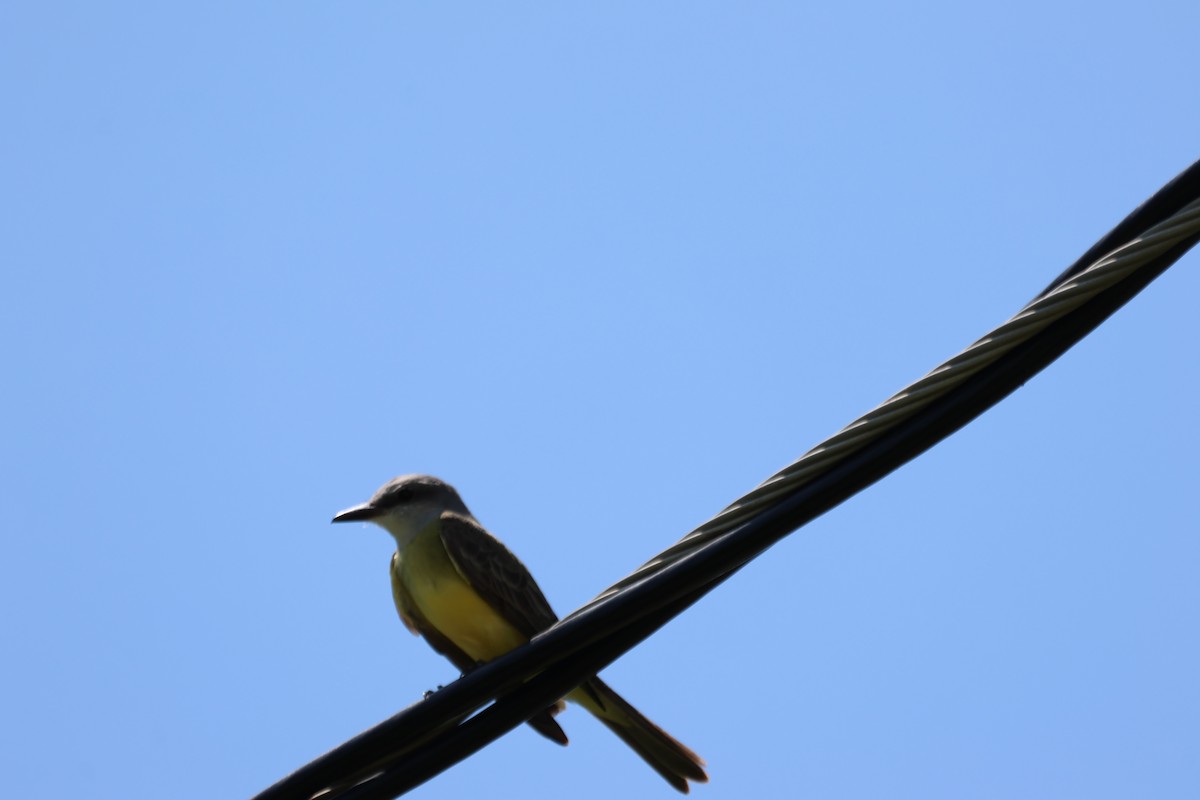Tropical/Couch's Kingbird - ML635961991