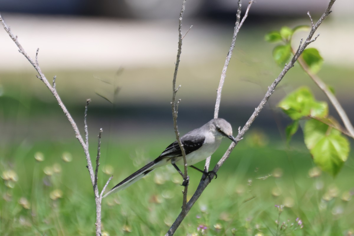 Tropical Mockingbird - ML635962000