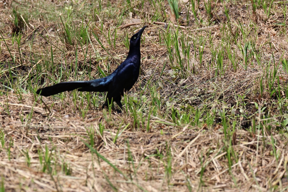 Great-tailed Grackle - ML635962008
