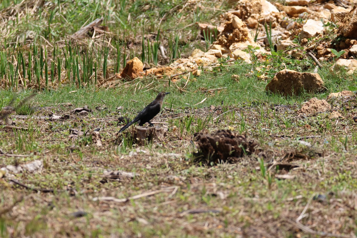 Great-tailed Grackle - ML635962017