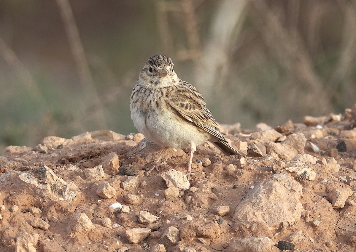 Mediterranean Short-toed Lark - ML635962058