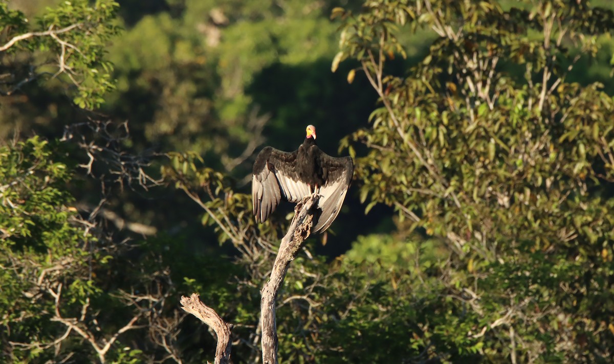 Greater Yellow-headed Vulture - ML635962083