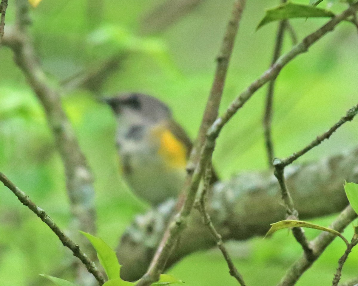 American Redstart - ML635962128