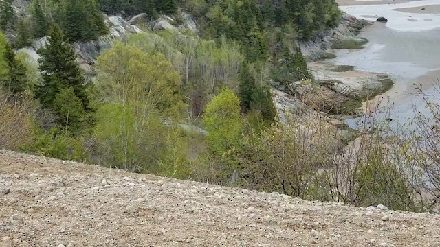 Blackburnian Warbler - ML635962274