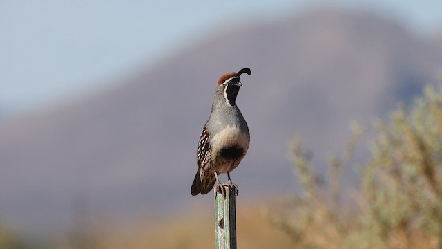 Gambel's Quail - ML635962401