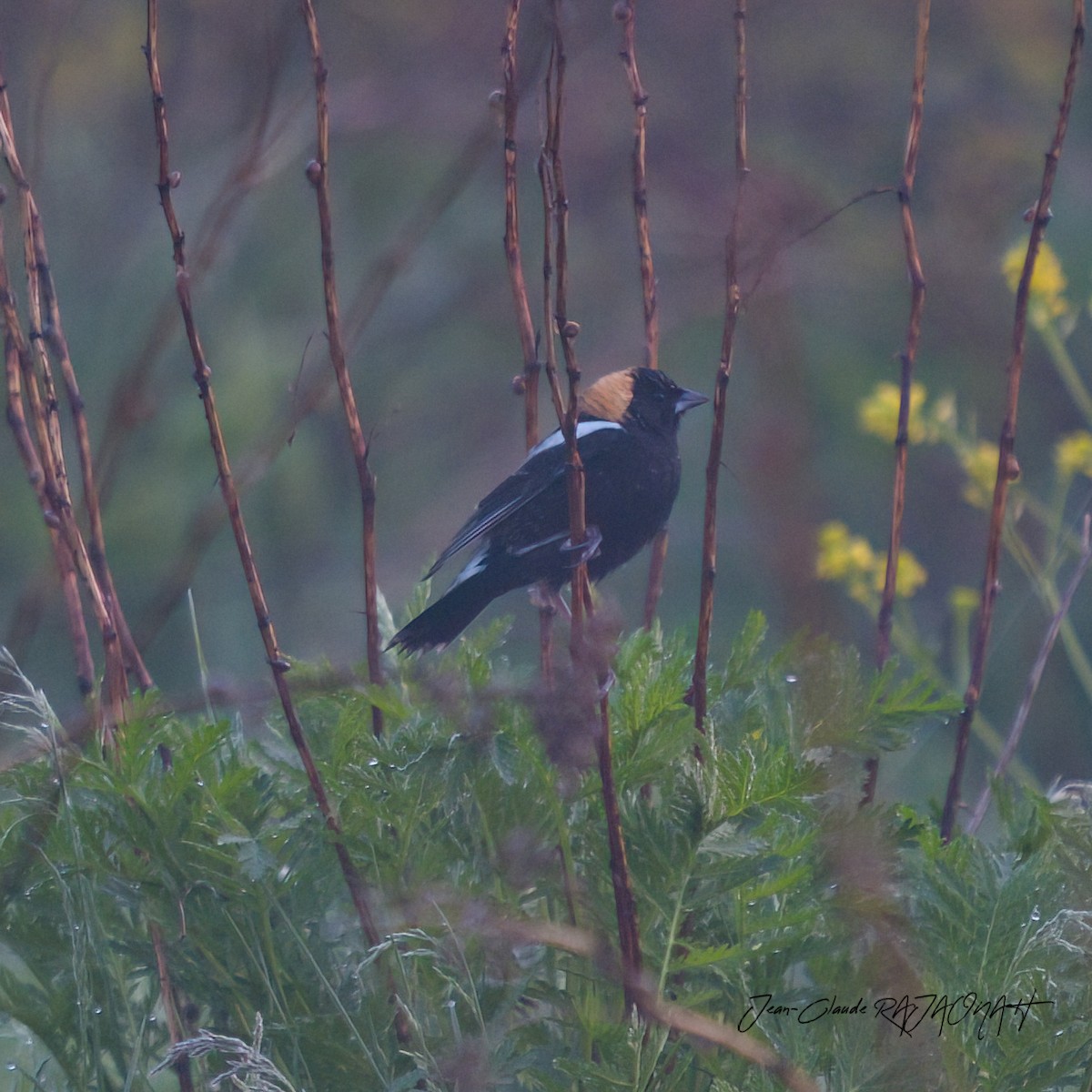 Bobolink - ML635962428