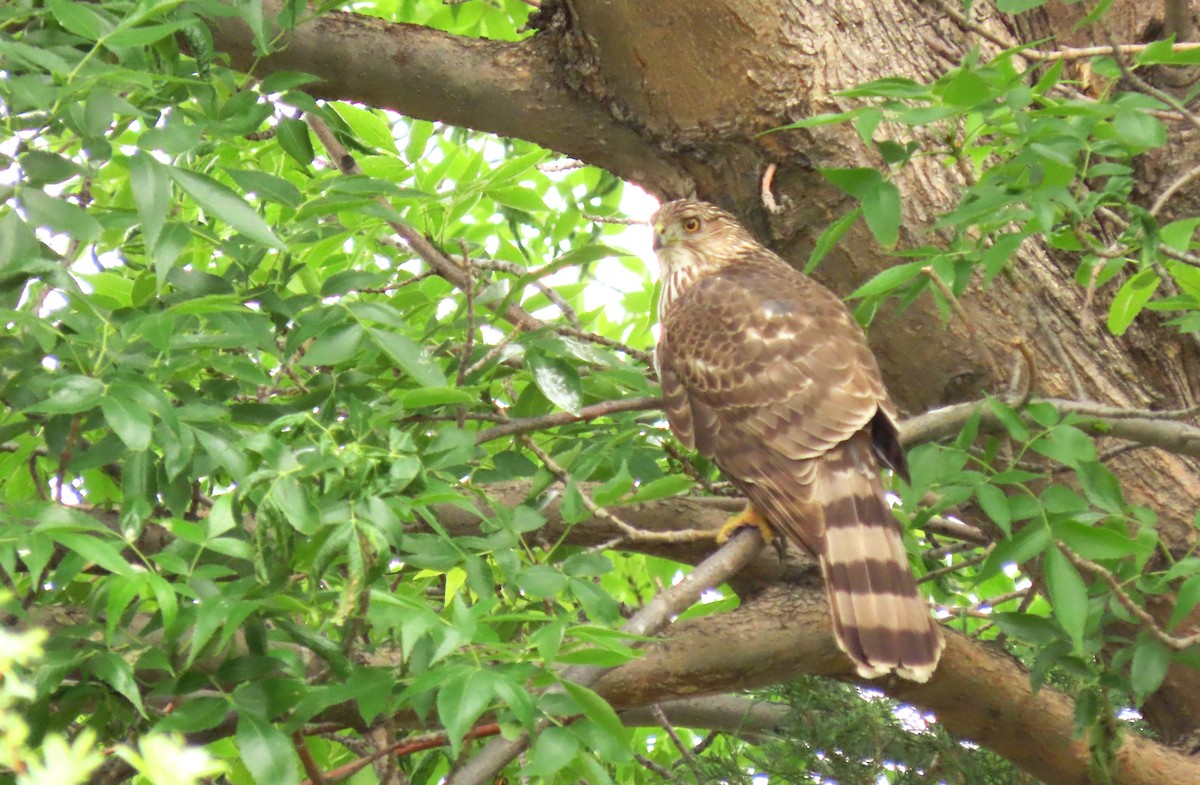 Aerospiza, Tachyspiza, Accipiter ou Astur sp. - ML635962644