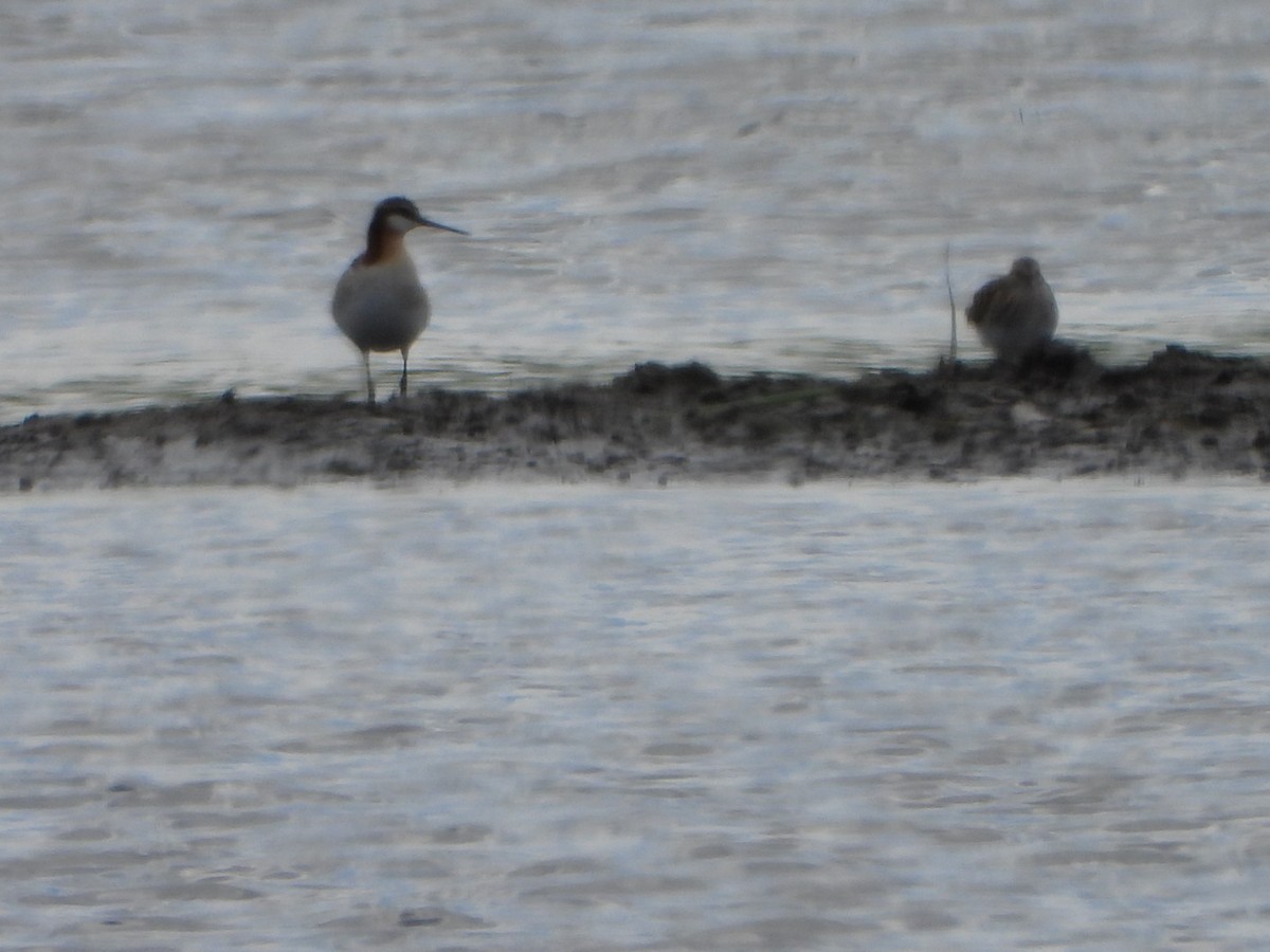 lyskonoh dlouhozobý - ML635962754