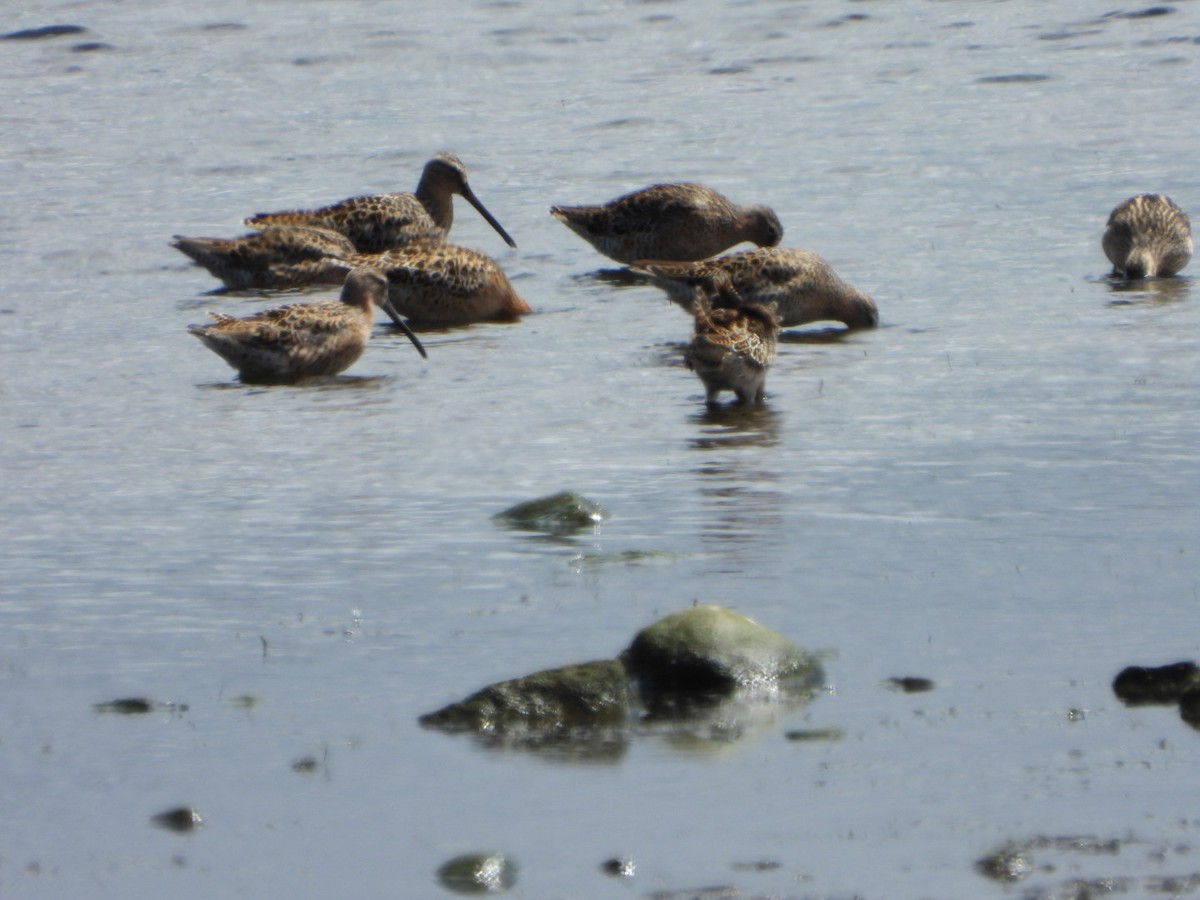 slukovec krátkozobý - ML635962817