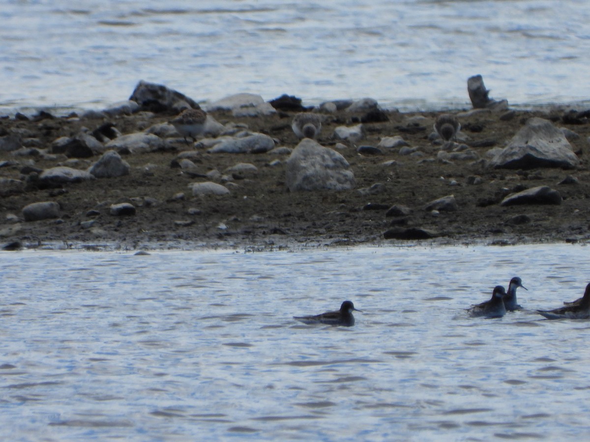 lyskonoh úzkozobý - ML635962868