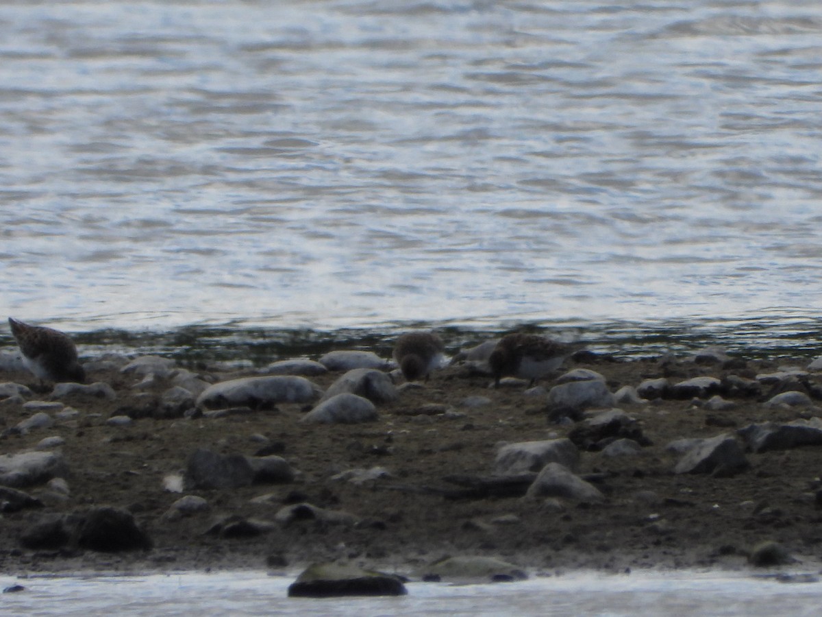 jespák písečný - ML635962896