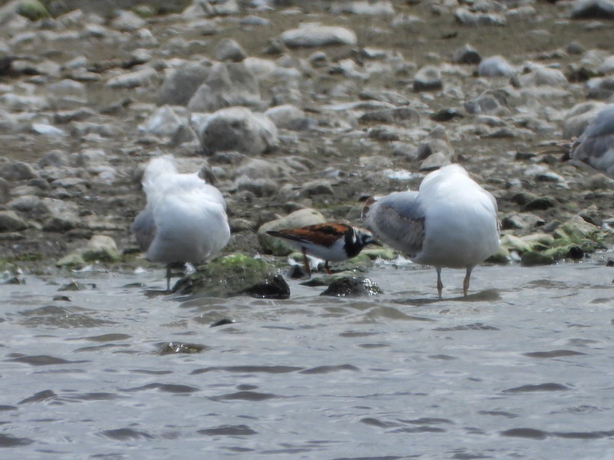 kamenáček pestrý - ML635963003