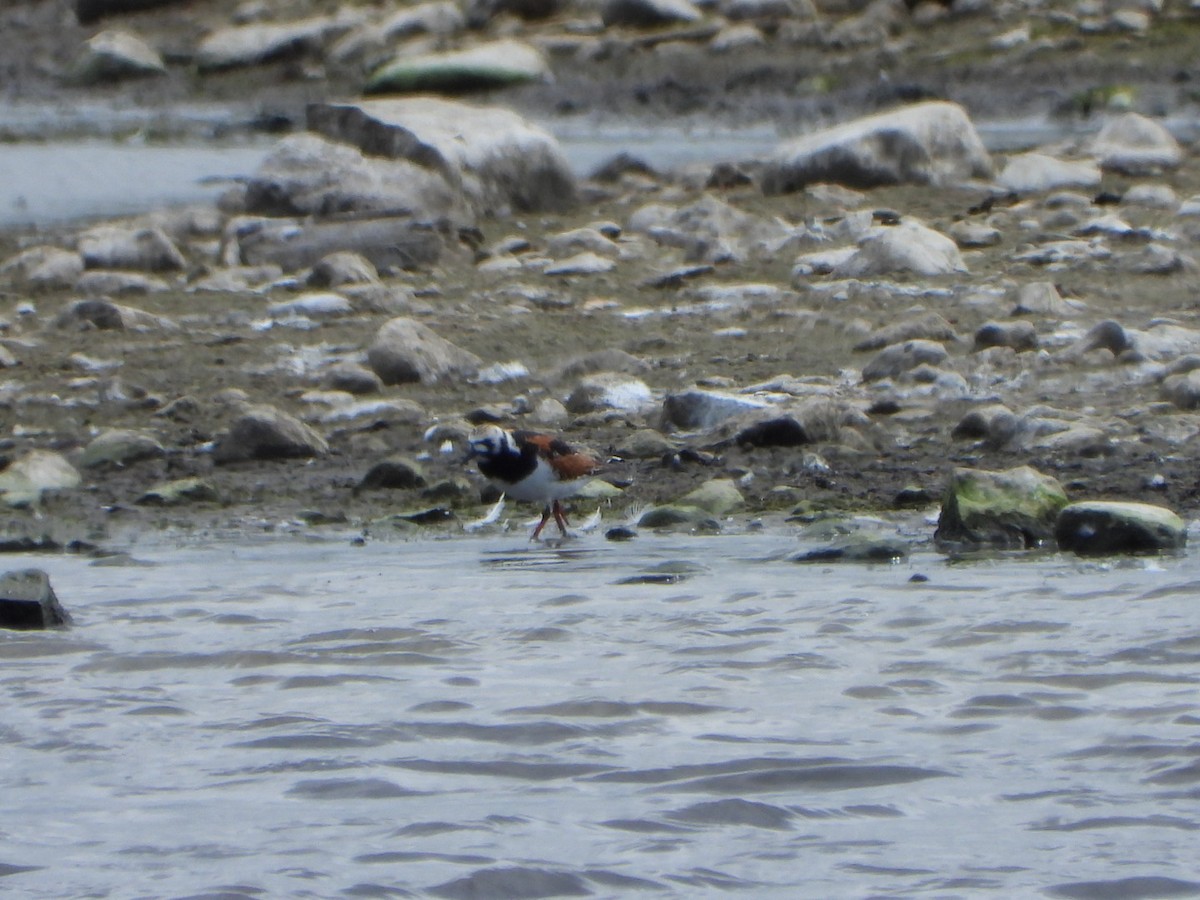 kamenáček pestrý - ML635963004