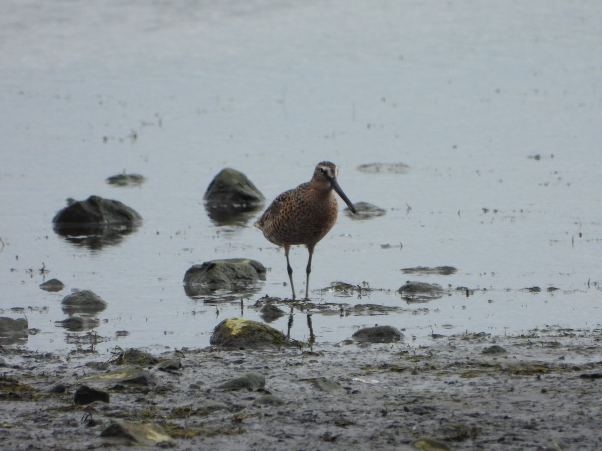 slukovec krátkozobý - ML635963027