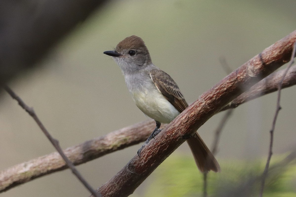 Nutting's/Salvadoran Flycatcher - ML635963087