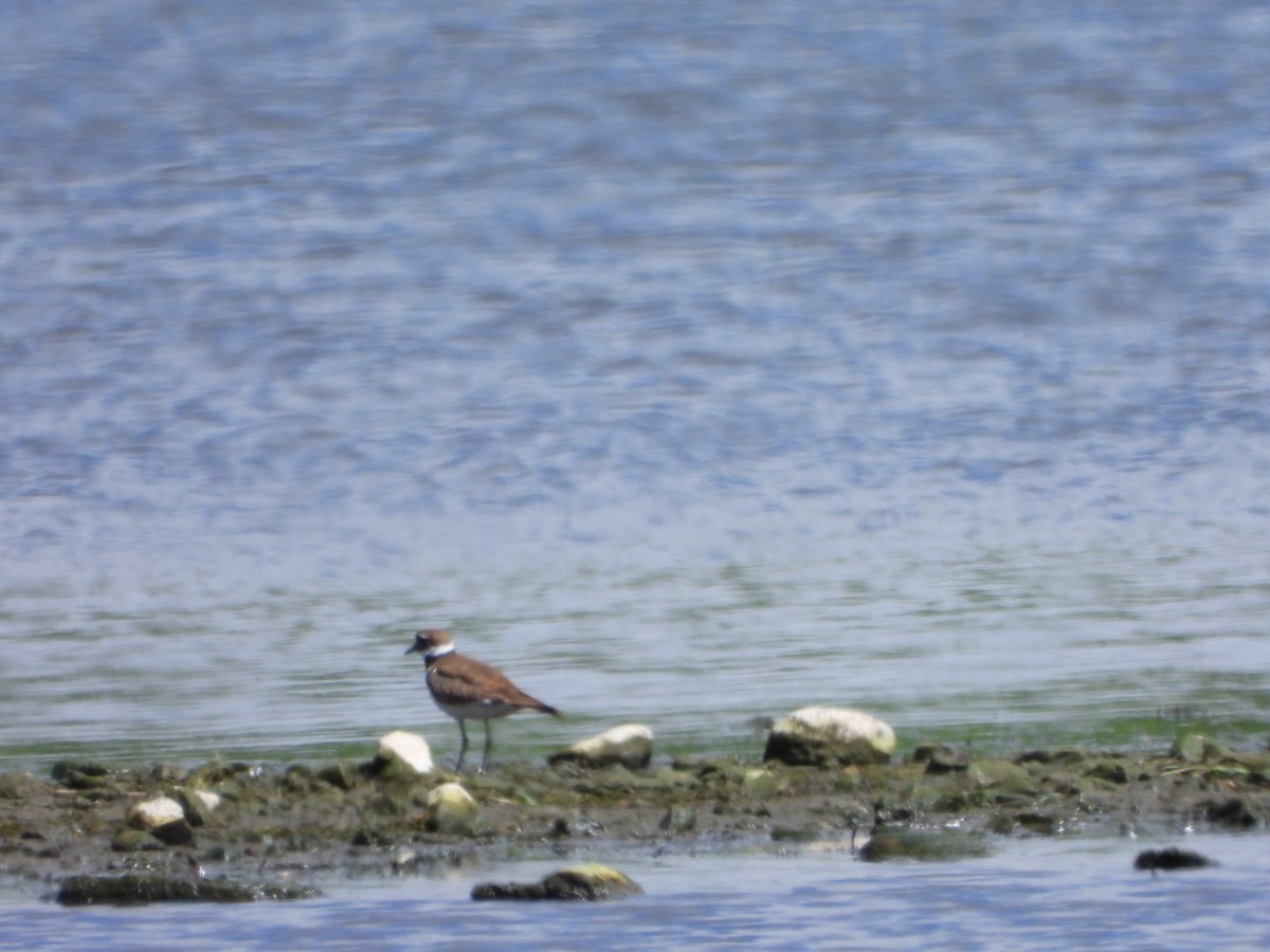 kulík kanadský - ML635963120