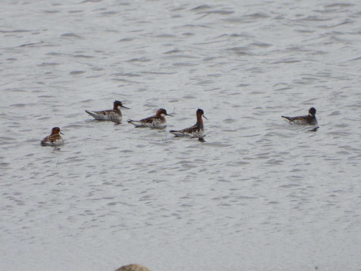 lyskonoh úzkozobý - ML635963149