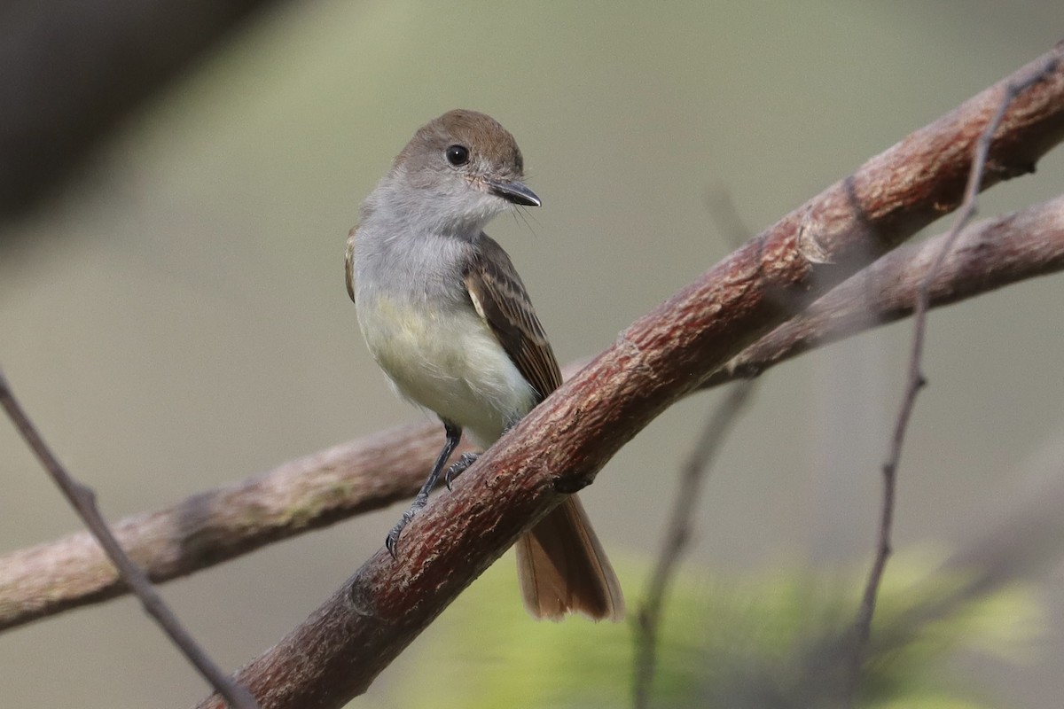 Nutting's/Salvadoran Flycatcher - ML635963178